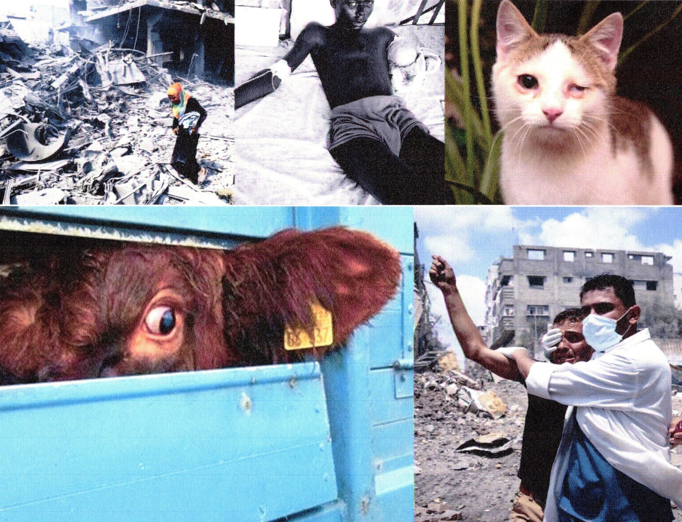 Collage zum Mitgefühl mit Menschen und Tieren